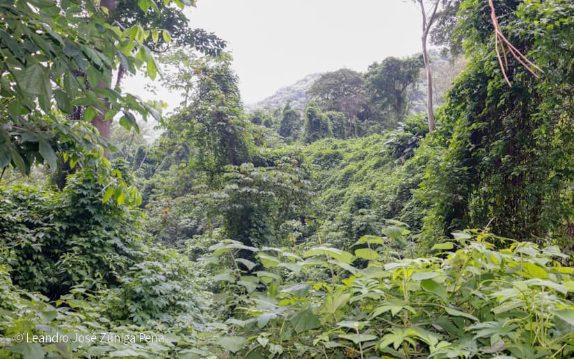 Reserva-Natural-El-Chocoyero-18