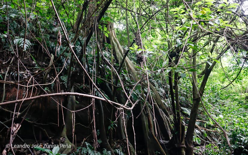 Reserva-Natural-El-Chocoyero-21