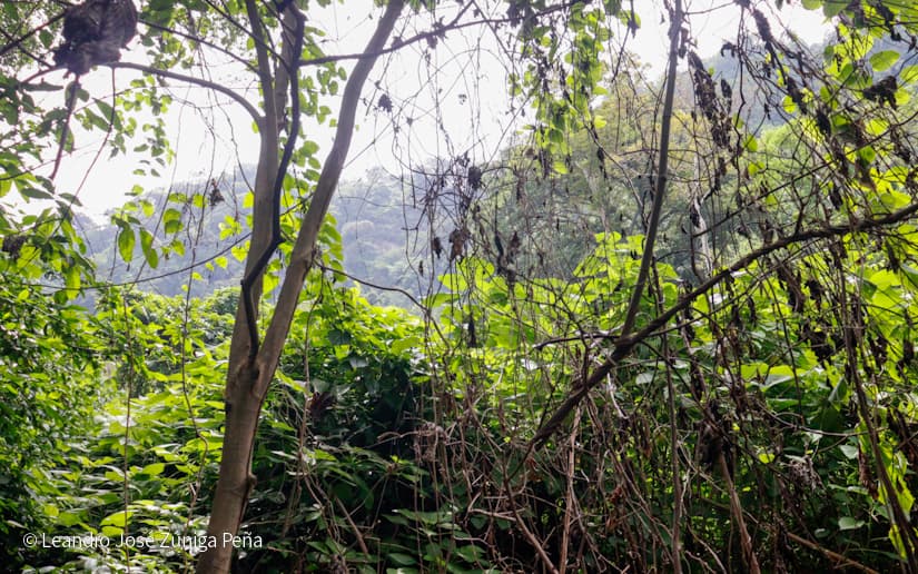 Reserva-Natural-El-Chocoyero-22