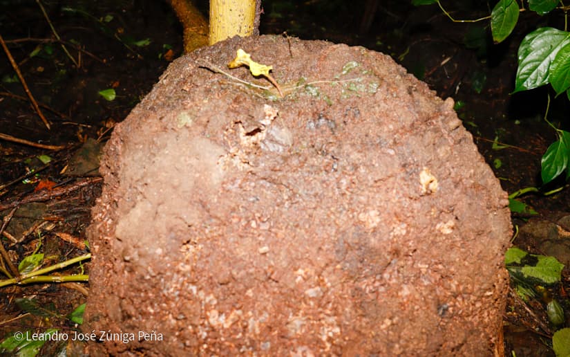 Reserva-Natural-El-Chocoyero-24