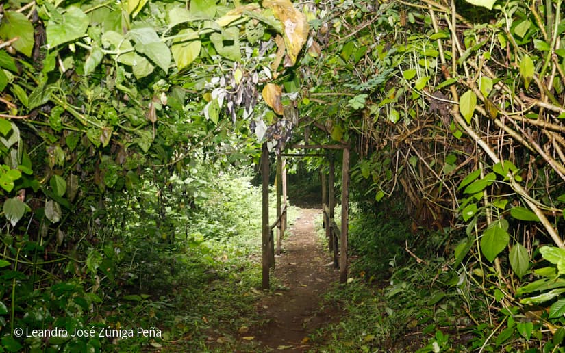 Reserva-Natural-El-Chocoyero-25