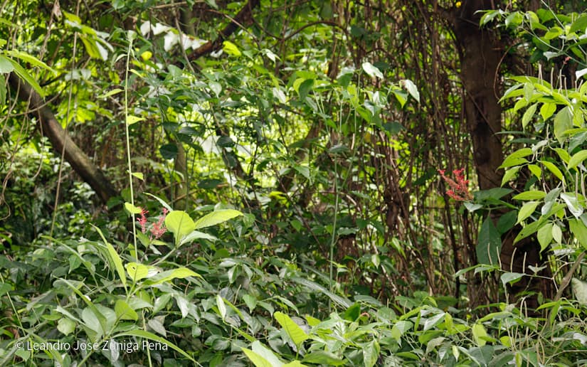 Reserva-Natural-El-Chocoyero-28