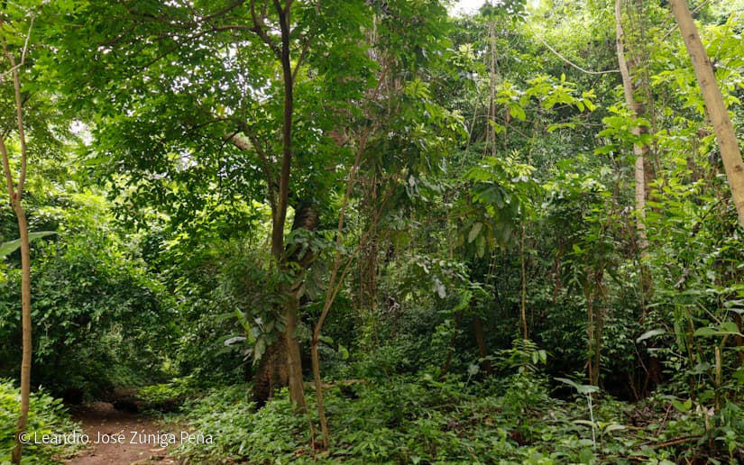 Reserva-Natural-El-Chocoyero-31