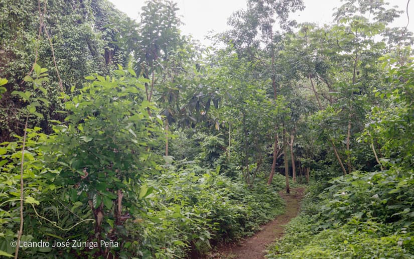 Reserva-Natural-El-Chocoyero-36