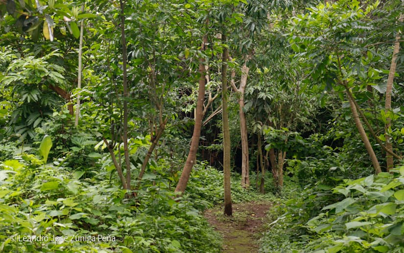 Reserva-Natural-El-Chocoyero-37