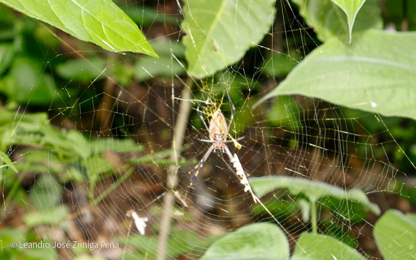 Reserva-Natural-El-Chocoyero-45