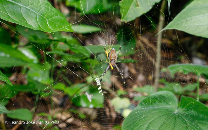 Reserva-Natural-El-Chocoyero-46