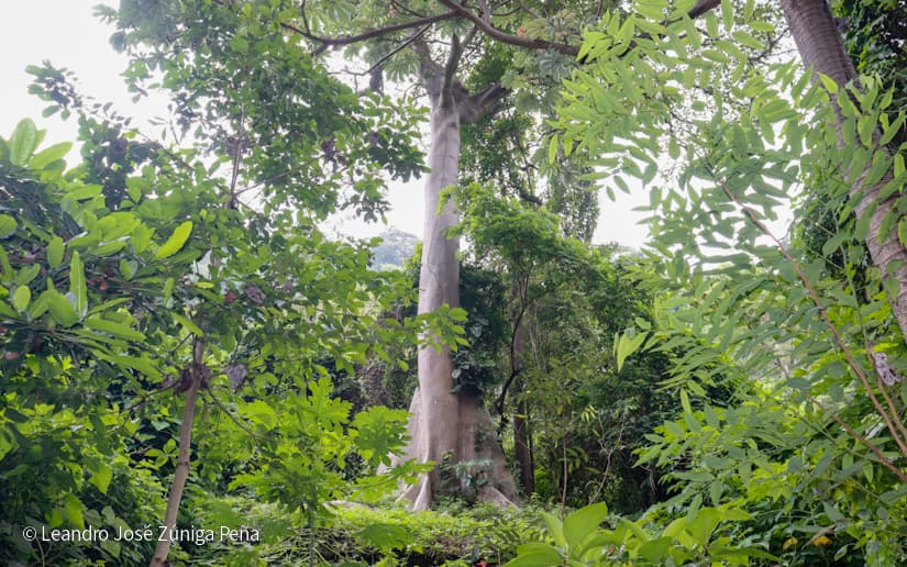 Reserva-Natural-El-Chocoyero-48