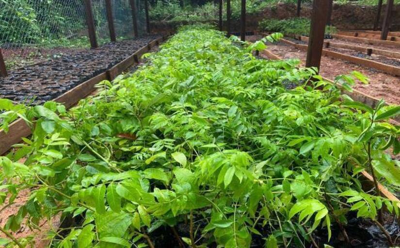 Viveros-del-Pueblo-10