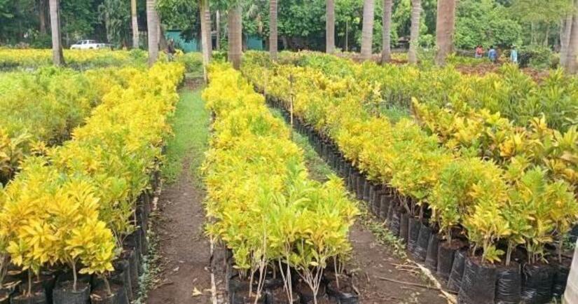 Viveros-del-Pueblo-12