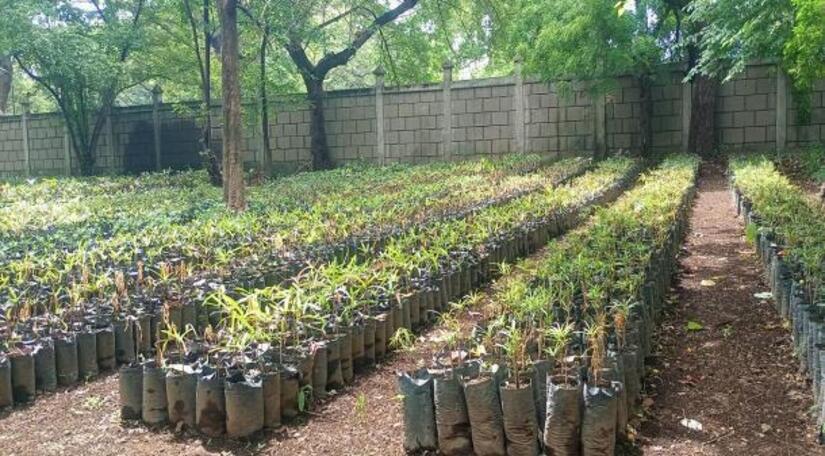 Viveros-del-Pueblo-14