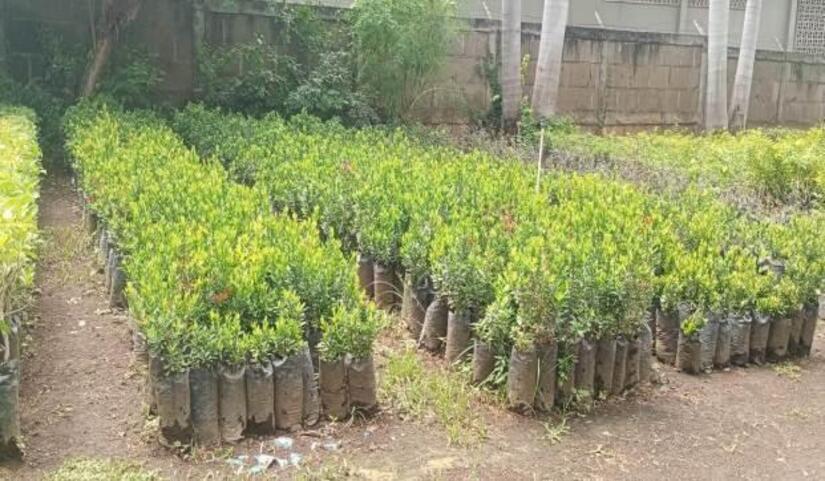 Viveros-del-Pueblo-18