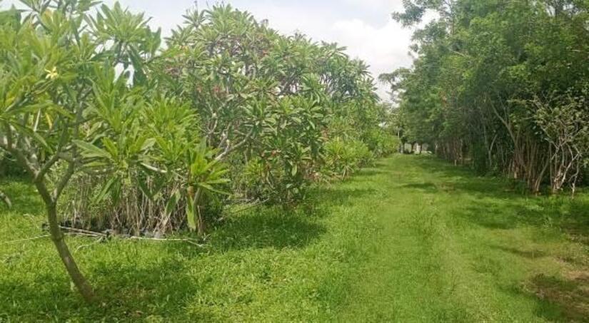 Viveros-del-Pueblo-19