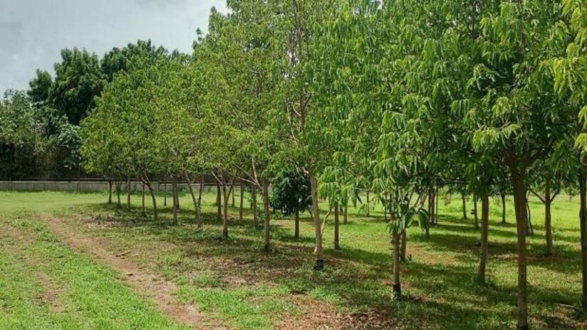 Viveros-del-Pueblo-20