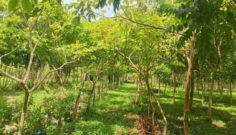 Viveros-del-Pueblo-21