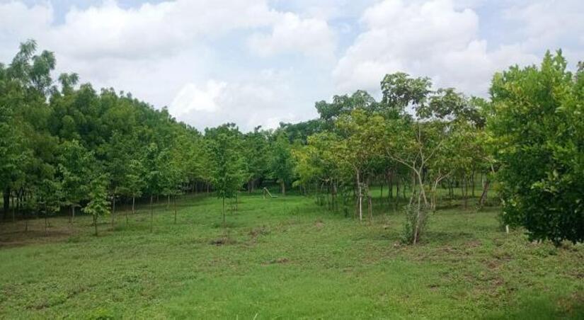 Viveros-del-Pueblo-22