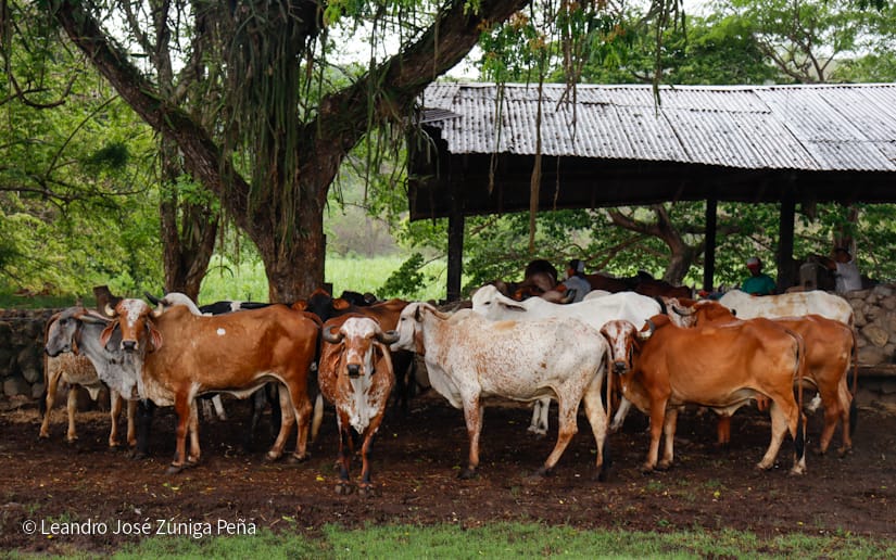 GANADO-(7)