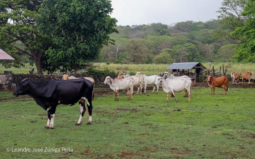 GANADO-(8)