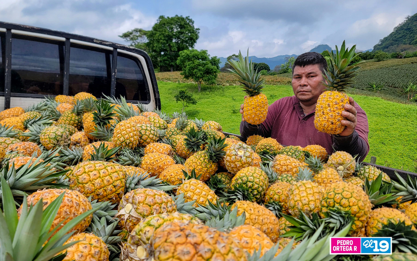 Produccion-de-Pitahaya-y-Pina-1
