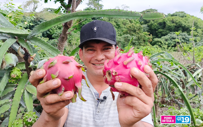 Produccion-de-Pitahaya-y-Pina-10