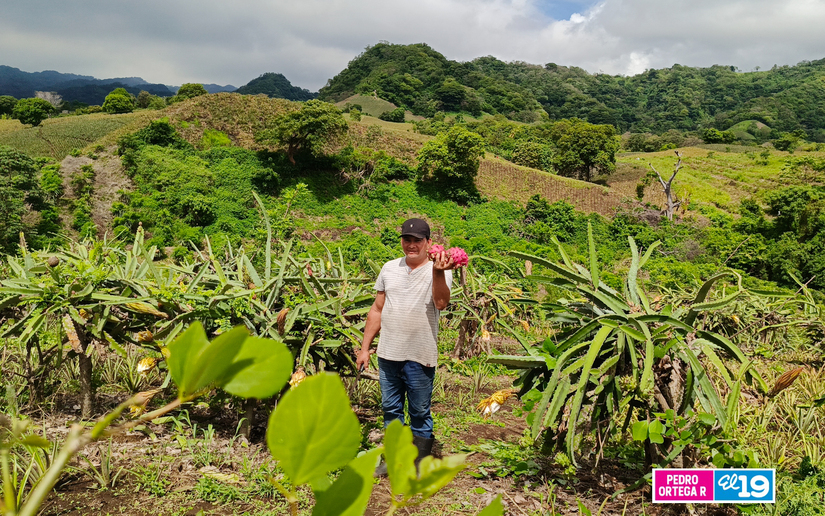 Produccion-de-Pitahaya-y-Pina-12