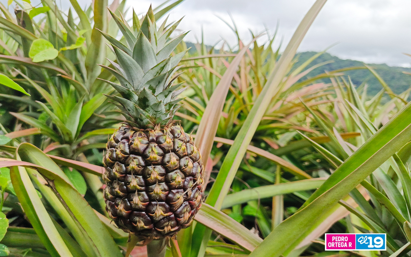 Produccion-de-Pitahaya-y-Pina-13