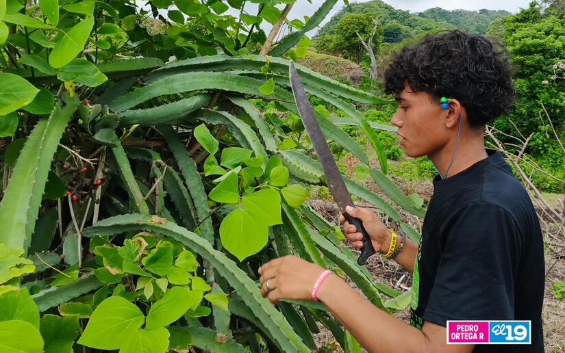 Produccion-de-Pitahaya-y-Pina-14