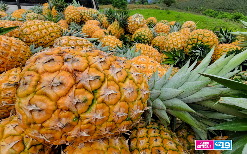 Produccion-de-Pitahaya-y-Pina-2