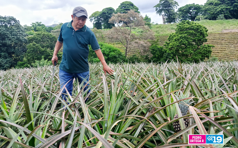 Produccion-de-Pitahaya-y-Pina-3
