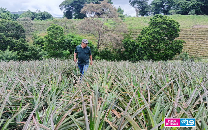 Produccion-de-Pitahaya-y-Pina-4