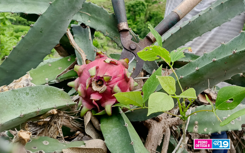 Produccion-de-Pitahaya-y-Pina-5
