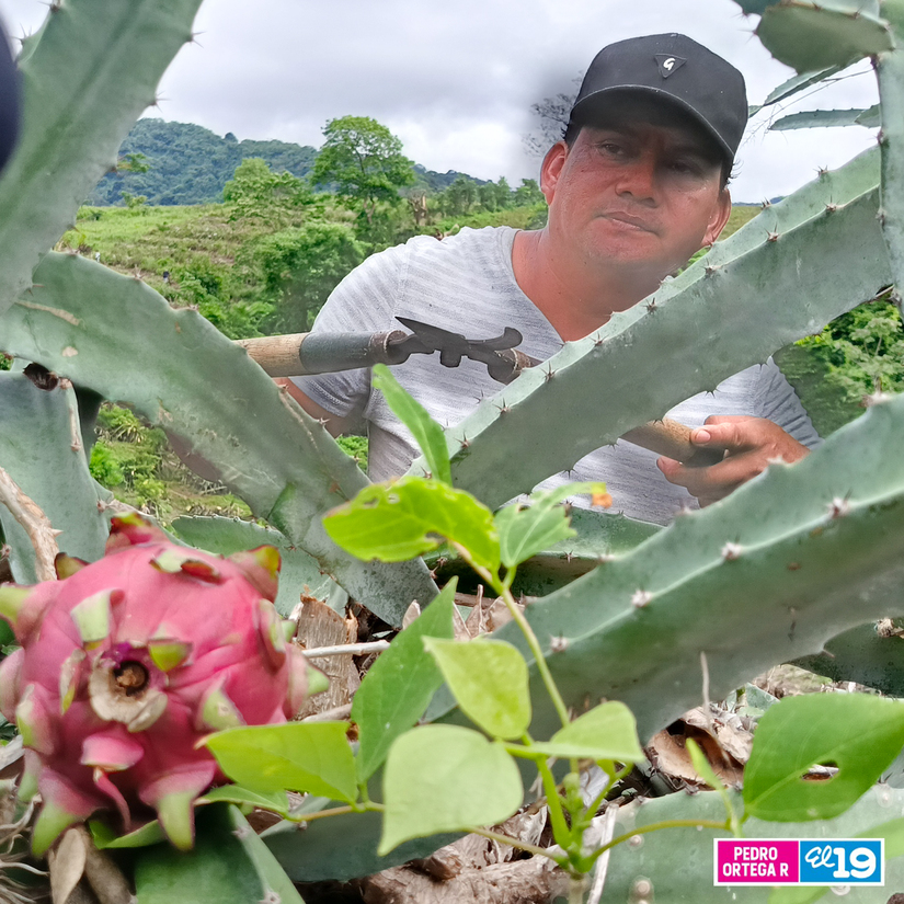 Produccion-de-Pitahaya-y-Pina-6