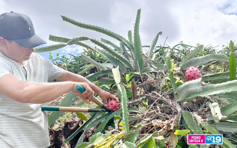 Produccion-de-Pitahaya-y-Pina-7