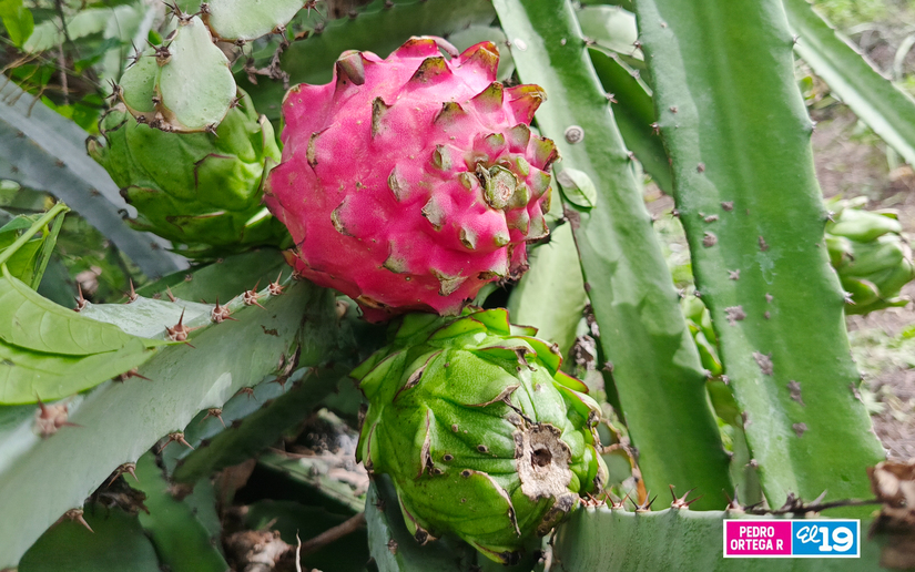 Produccion-de-Pitahaya-y-Pina-8