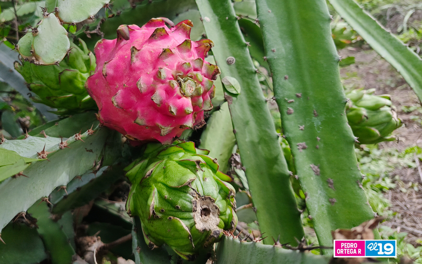 Produccion-de-Pitahaya-y-Pina-9