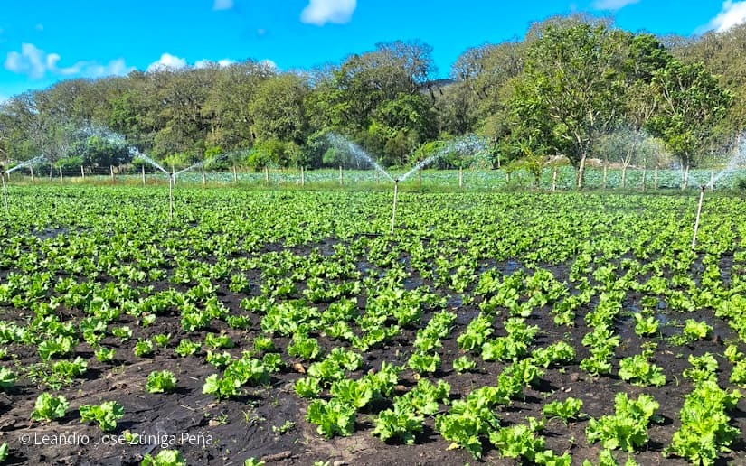Productores-de-Jinotega-10