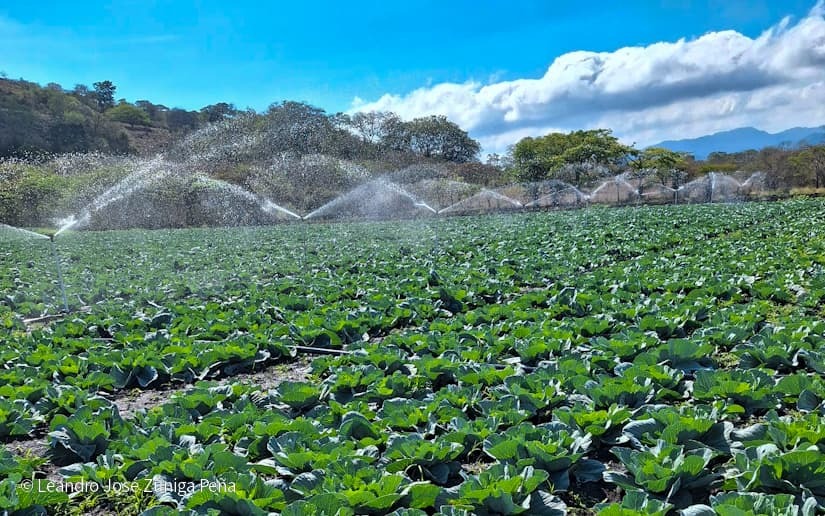 Productores-de-Jinotega-11