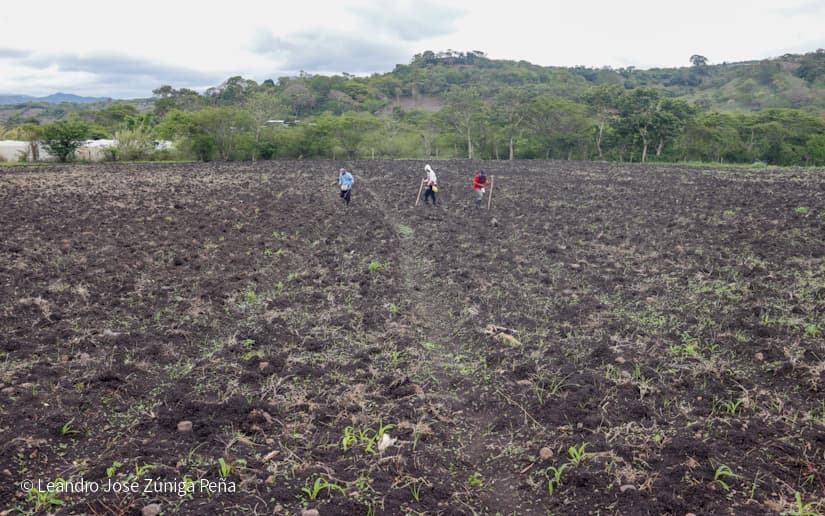 Productores-de-Jinotega-13
