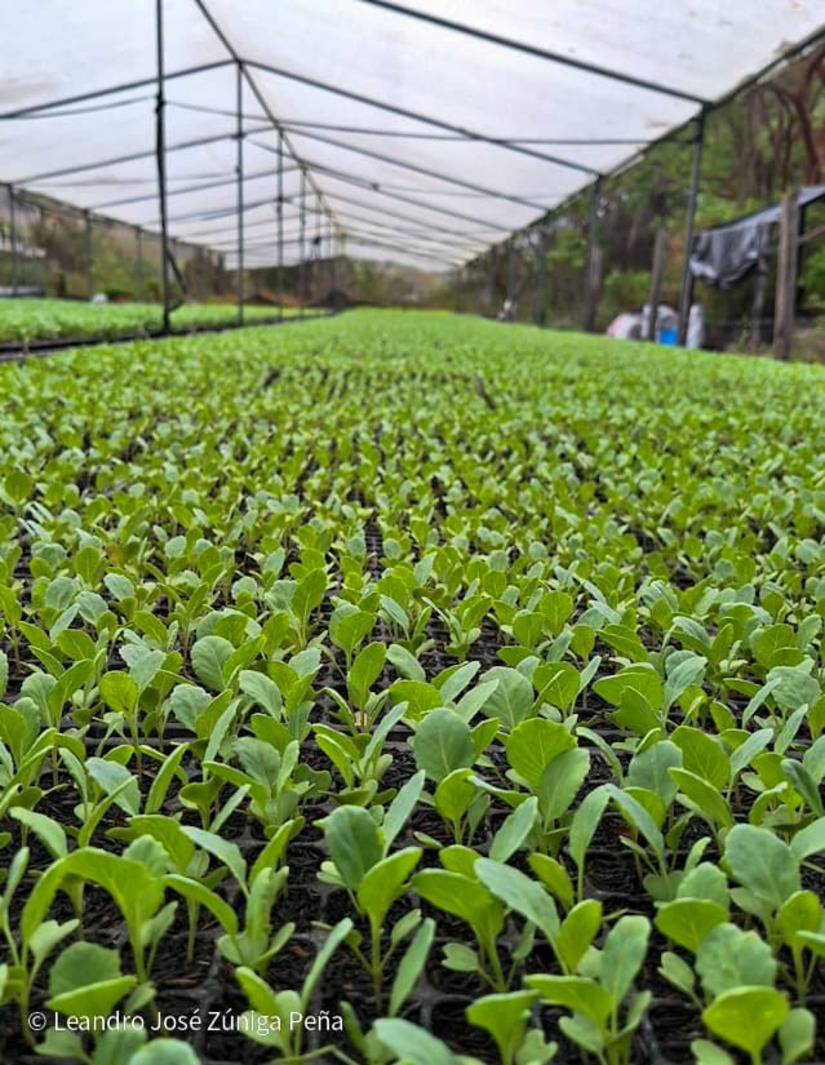 Productores-de-Jinotega-3