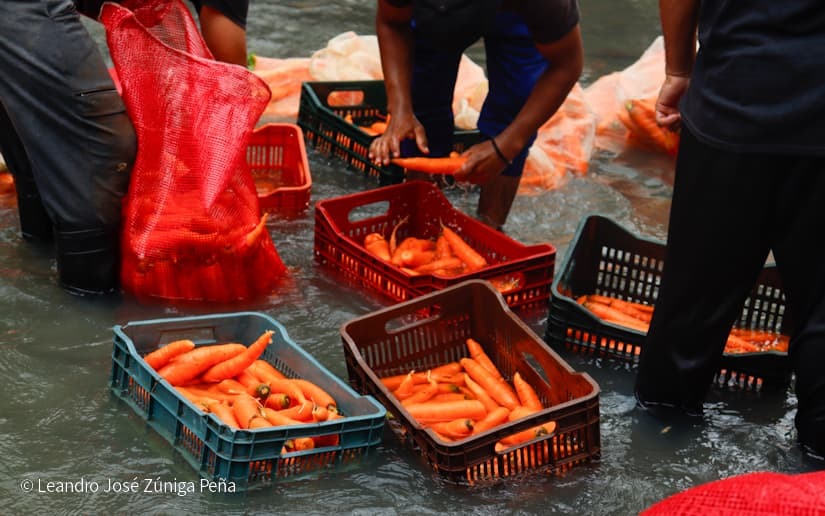Productores-de-Jinotega-34