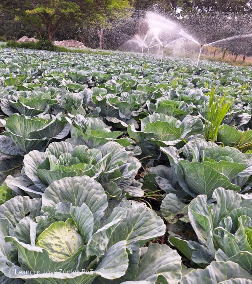 Productores-de-Jinotega-4