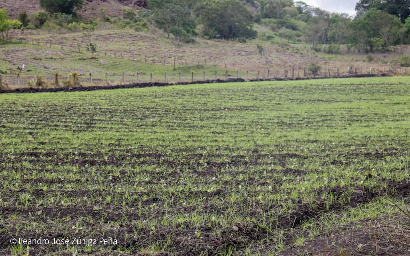 Productores-de-Jinotega-41