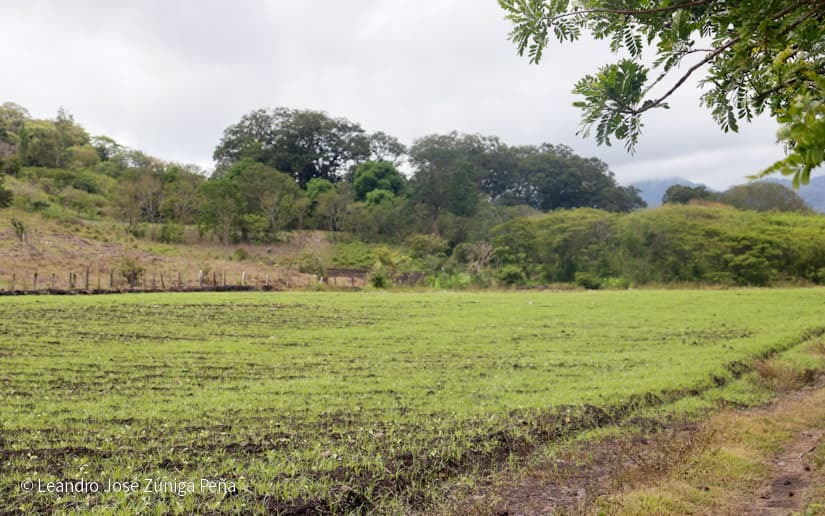 Productores-de-Jinotega-42