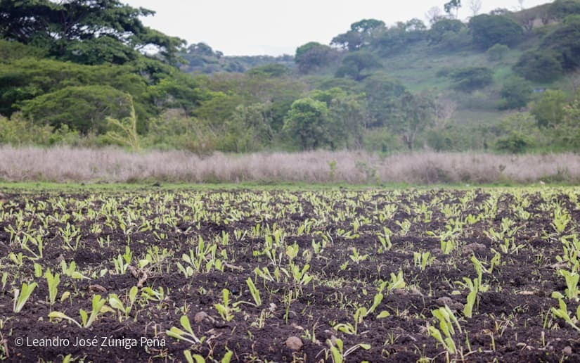 Productores-de-Jinotega-43