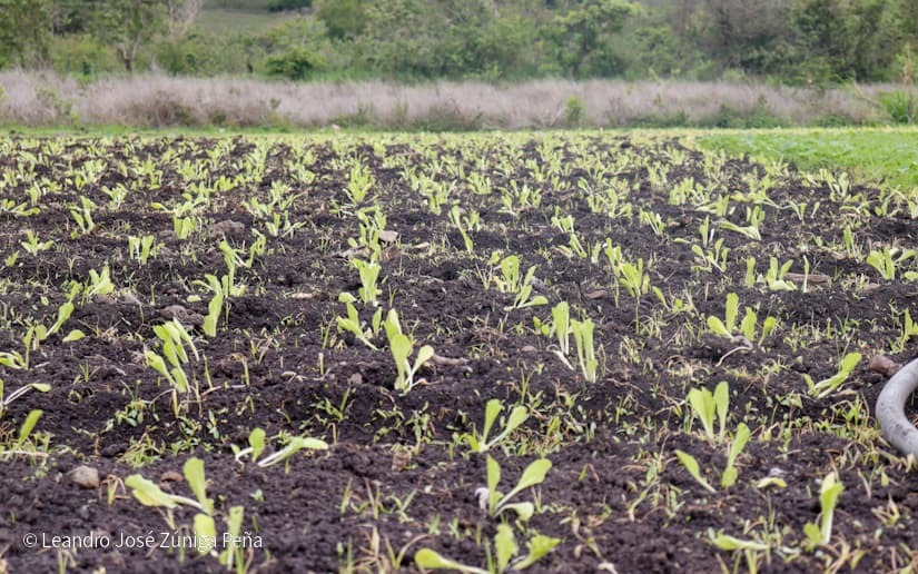 Productores-de-Jinotega-44