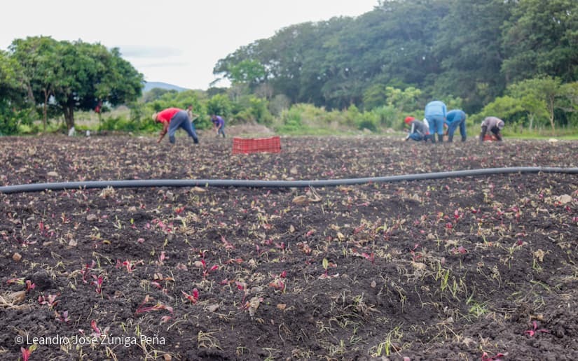 Productores-de-Jinotega-45