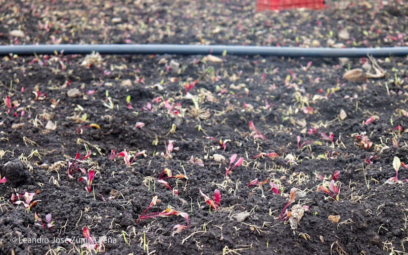 Productores-de-Jinotega-46