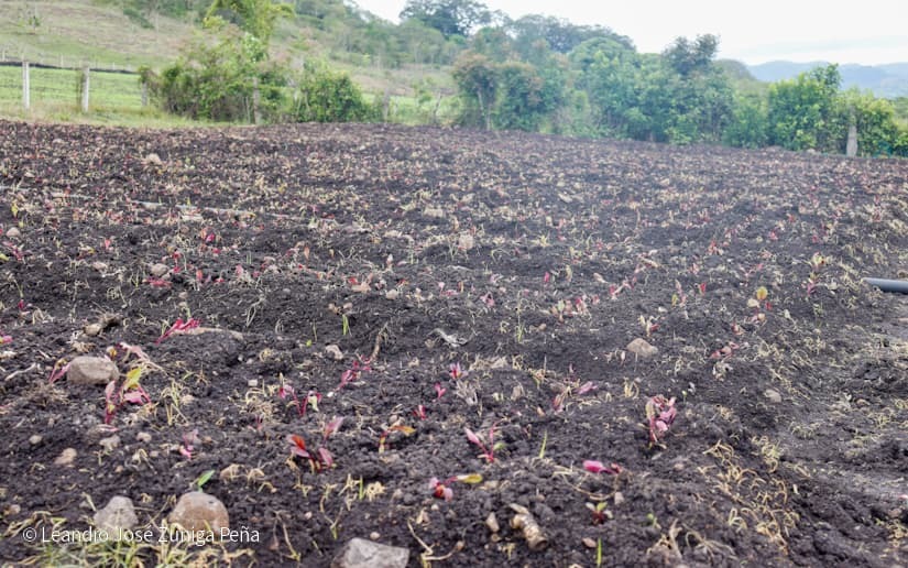 Productores-de-Jinotega-47