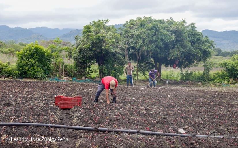 Productores-de-Jinotega-48
