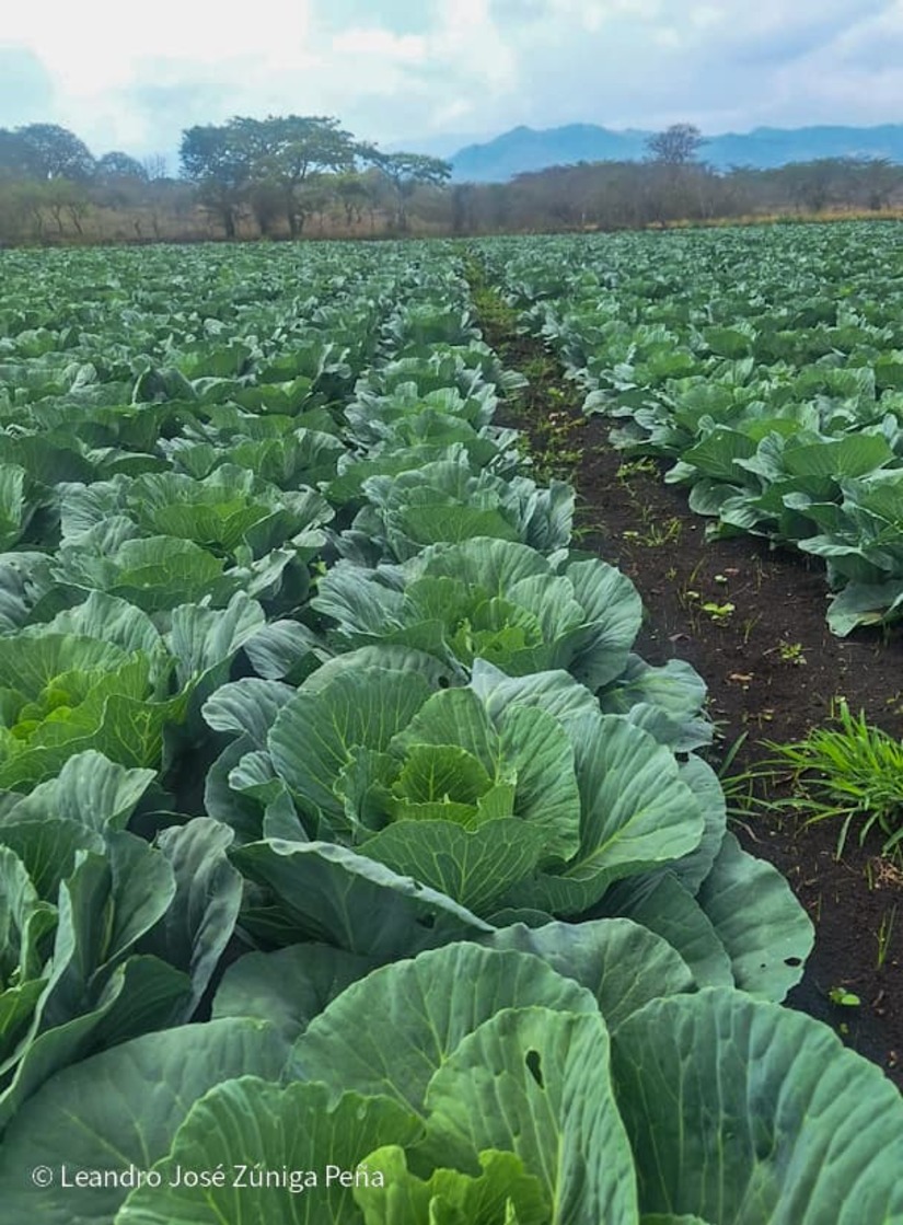 Productores-de-Jinotega-5